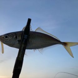 そろそろ抜けかけてる？