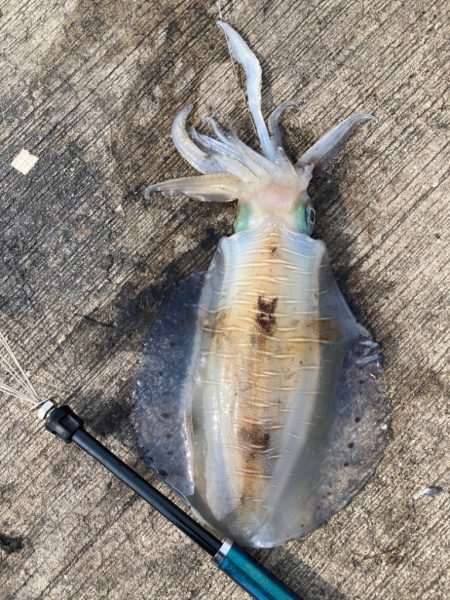 アオリイカ終盤戦