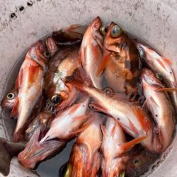 函館沖、SLJ根魚五目