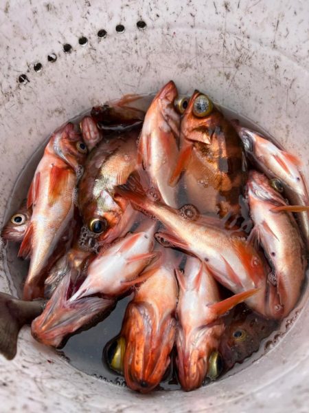 函館沖、SLJ根魚五目