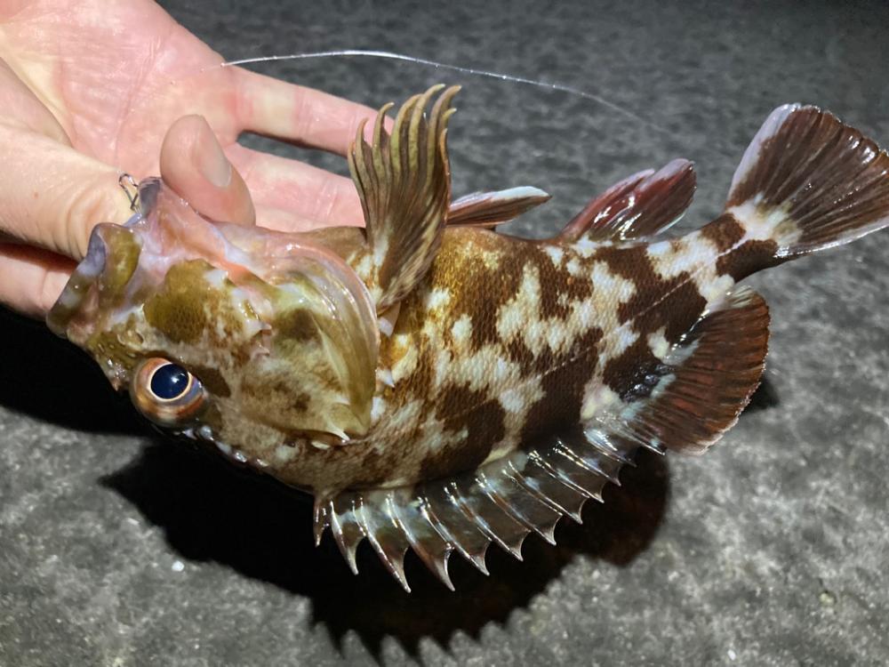 根魚探しに！