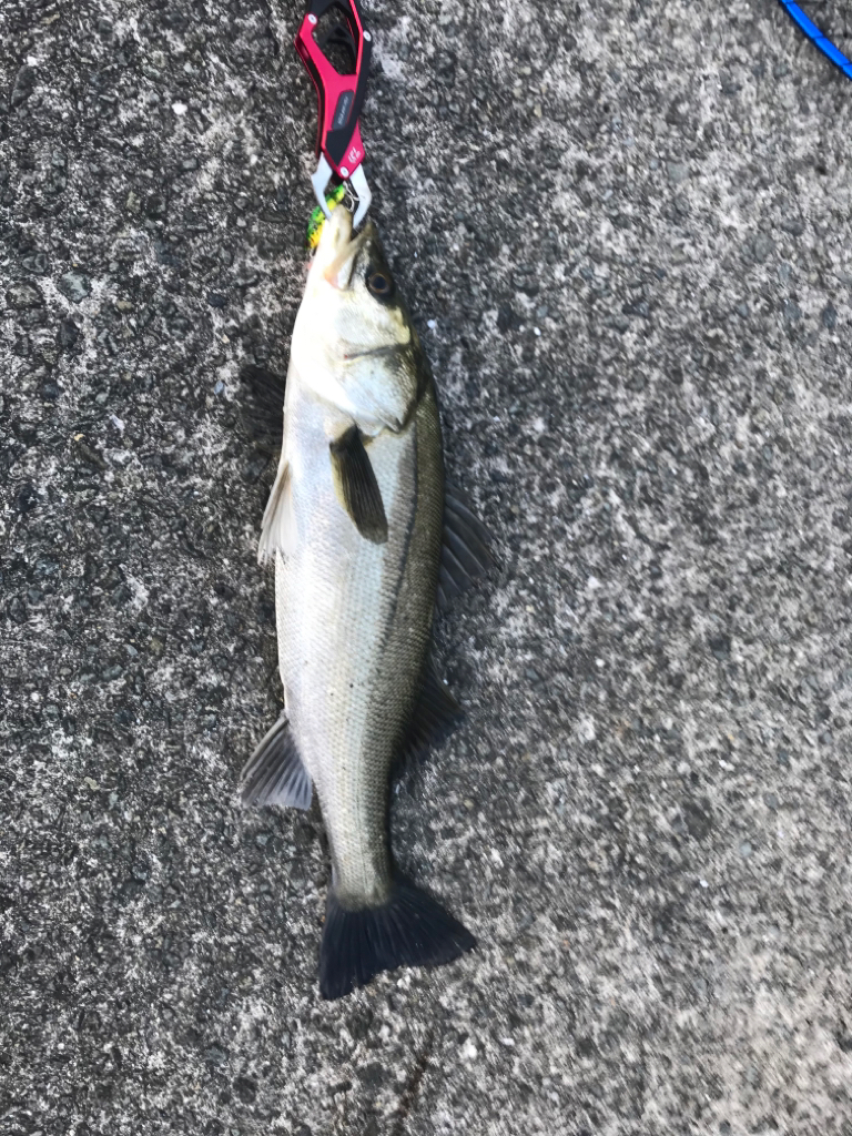 一ヵ月ぶりにシーバス!