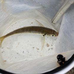 昨日のリベンジなるか、、、