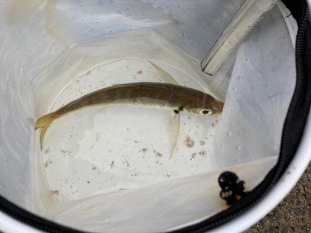 昨日のリベンジなるか、、、