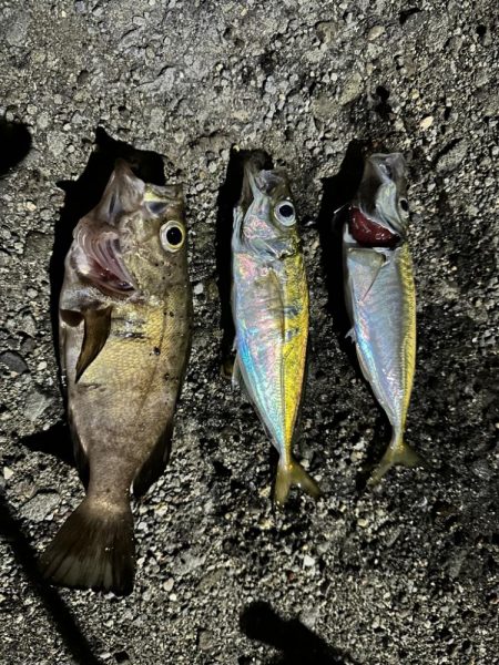 久しぶりのフロートゲーム