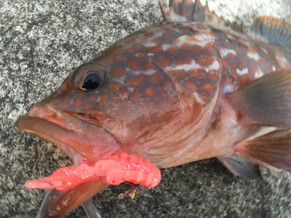 【タコフィネス】 大阪市内でアコウ40cm弱とタコ500g