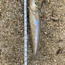 夜釣りアナゴからキスリベンジ