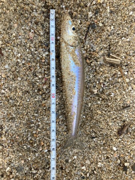 夜釣りアナゴからキスリベンジ