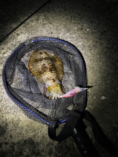 春イカ？釣れました