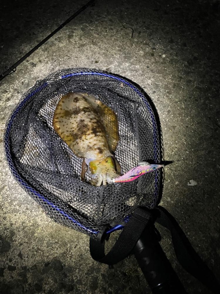 春イカ？釣れました