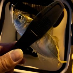 久々のアジング