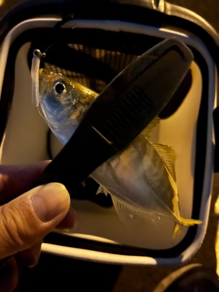 久々のアジング