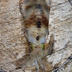 筏でアオリイカキロアップ