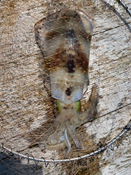 筏でアオリイカキロアップ