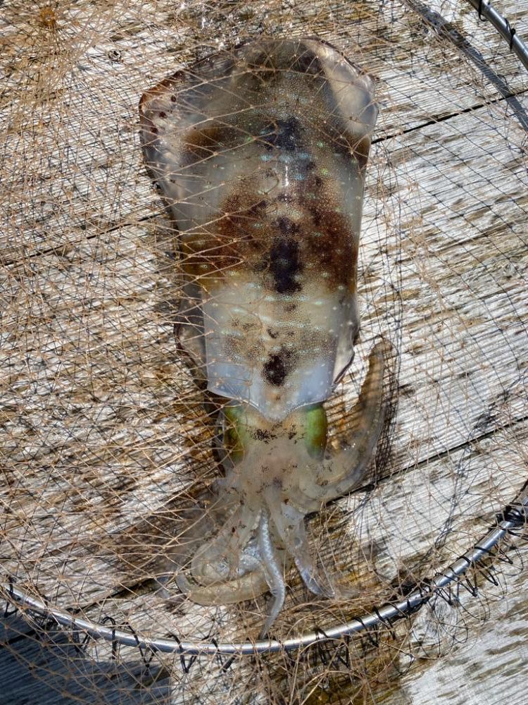 筏でアオリイカキロアップ