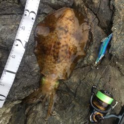 波止から磯へとランガン釣行