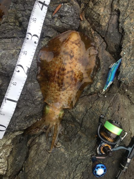 波止から磯へとランガン釣行