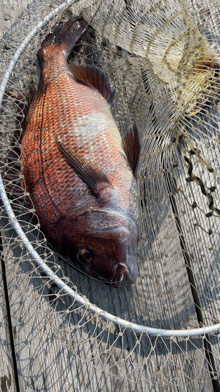 自作練りエサで釣れた!