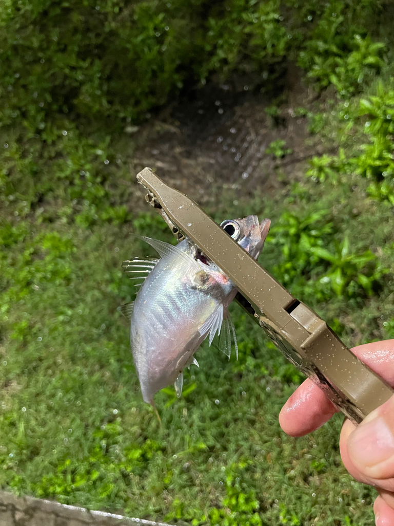 ジグ単de…アジング♪浮遊物ワールド