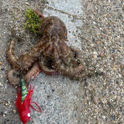 シーバス釣れないっ❗…