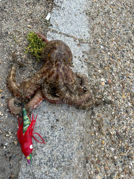 シーバス釣れないっ❗…