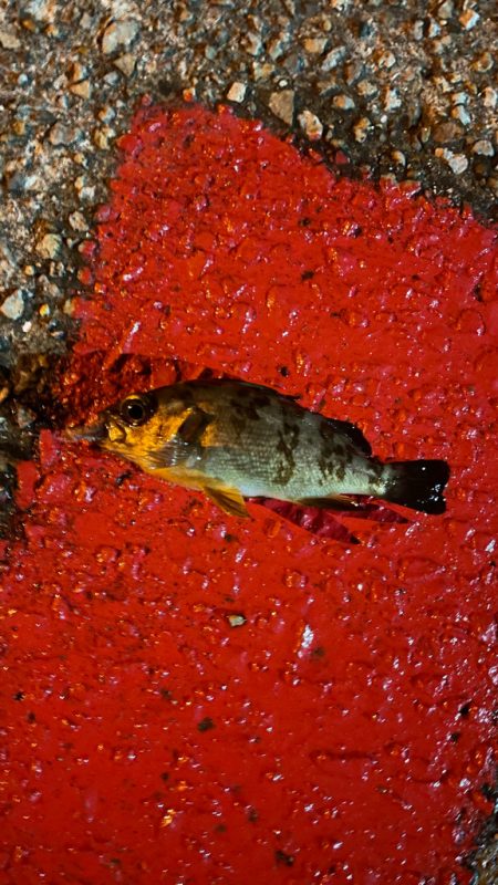 久しぶりのウキ釣り