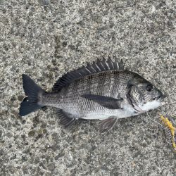 紀州釣り！  2桁釣れた・・ボラが・・・