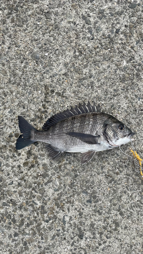 紀州釣り! 2桁釣れた・・ボラが・・・