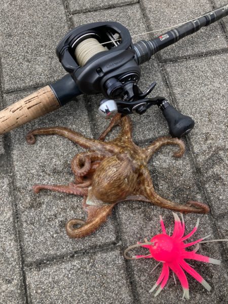 二刀流するも。仔蛸4杯が癒しだった湾奥。。…