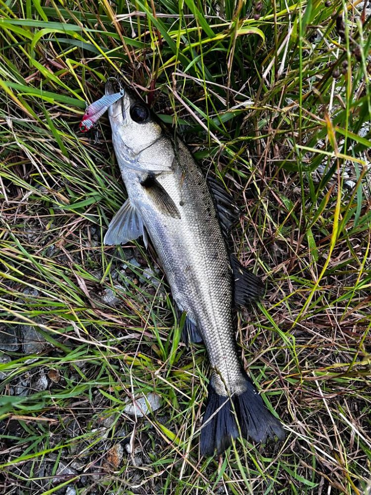 バイブレーションのただ巻き