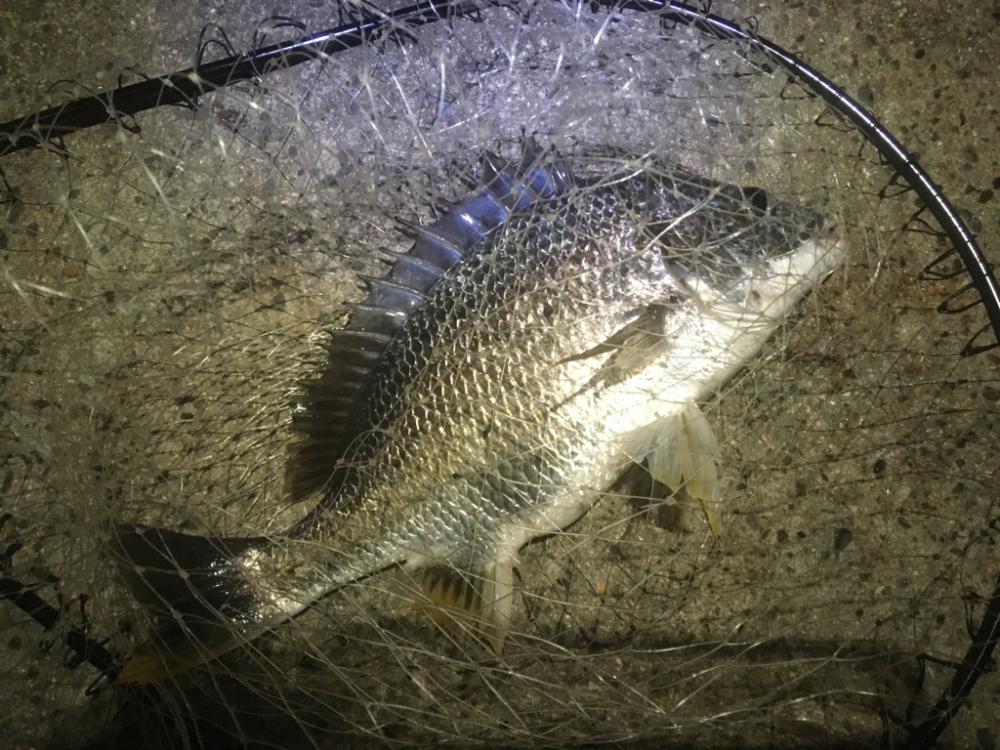 今日からまた始める