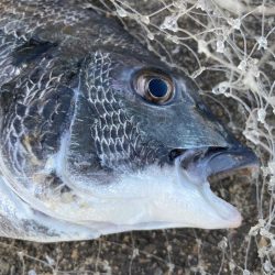 大雨2日後の落とし込み