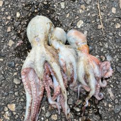 オクトパッシング