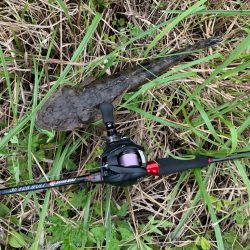 チニングと思いきや安定のマゴチ様