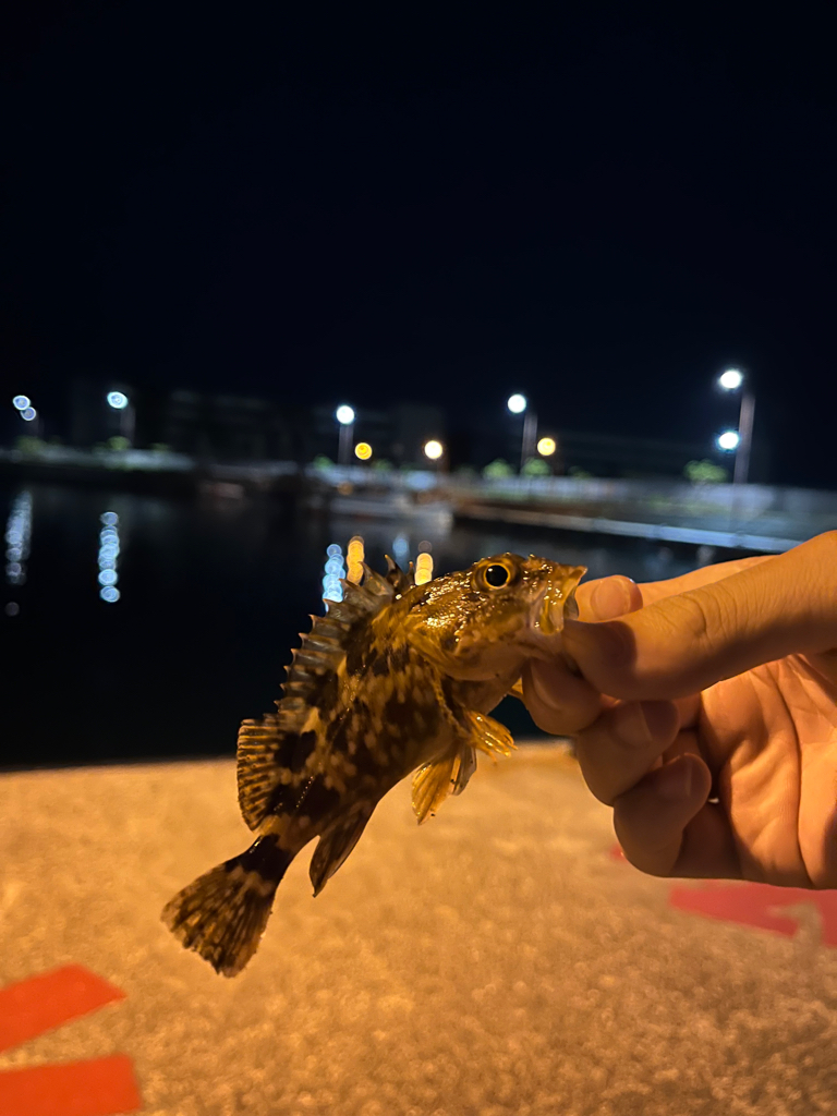 メバリング調査