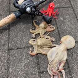 湾奥蛸専出るも。激渋。。3杯。。。