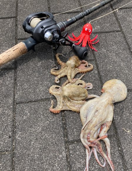 湾奥蛸専出るも。激渋。。3杯。。。