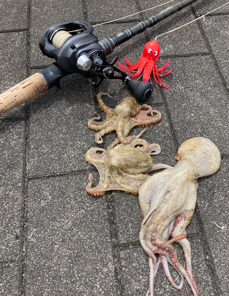 湾奥蛸専出るも。激渋。。3杯。。。