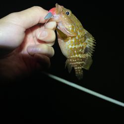 日本海ライトゲーム