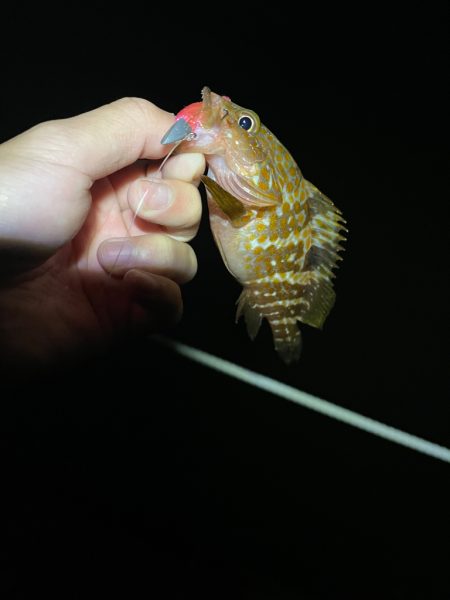 日本海ライトゲーム