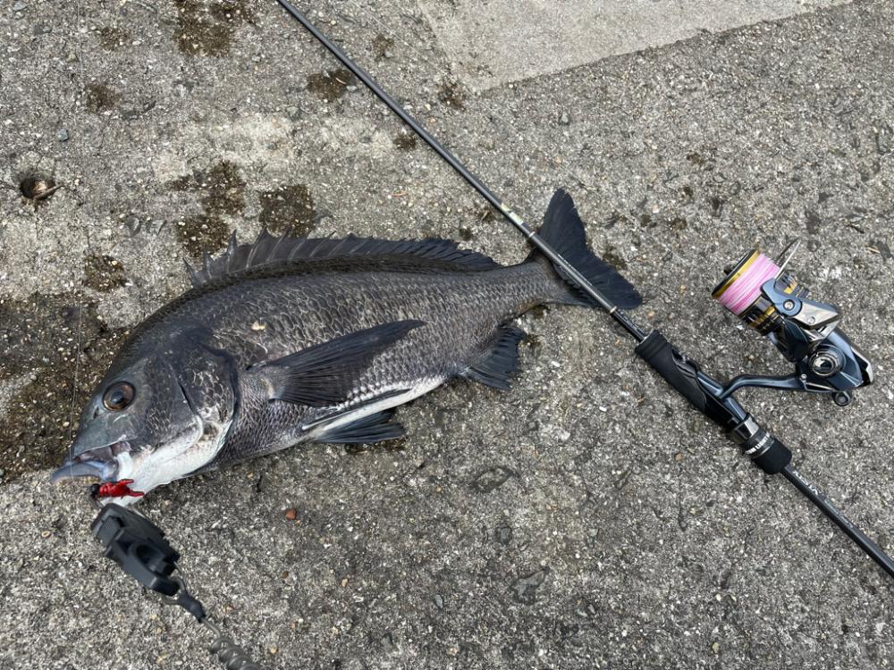 ガンクロゲームで良型チヌ