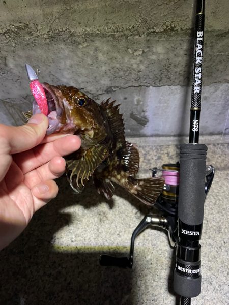 連日釣行の〆はガッシーで！