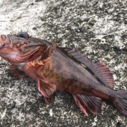 何かを釣りたい想い