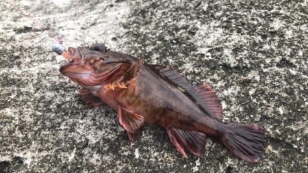 何かを釣りたい想い