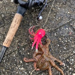 雨上がり午後に二刀流。新子マダコ1杯。。