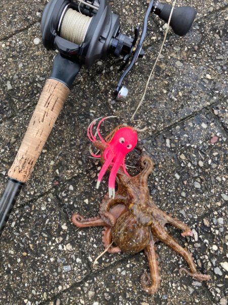 雨上がり午後に二刀流。新子マダコ1杯。。