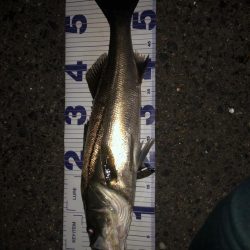 なかなかの良型