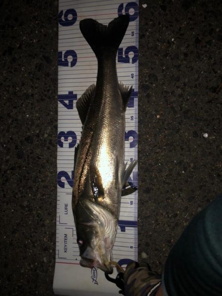 なかなかの良型