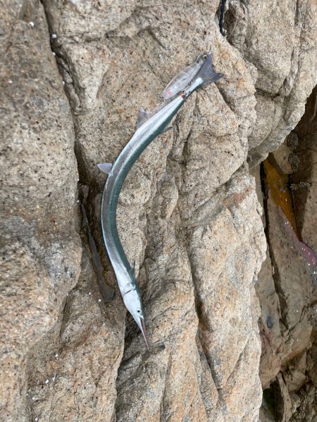 瀬戸内ROCKショア