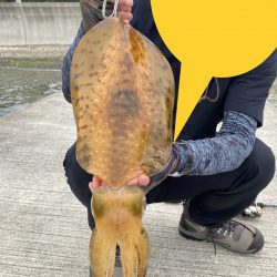 春イカ？夏イカ？とにかくＫオーバー